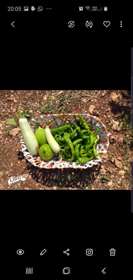 אלברובלו Trulli Selva E Natura Gio'.Ele מראה חיצוני תמונה